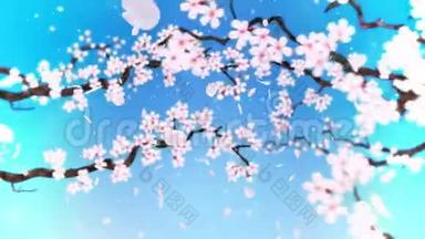 樱花盛开。 樱桃树枝。 樱花粉红色.. 樱花蓝背景.. CG循环动画。